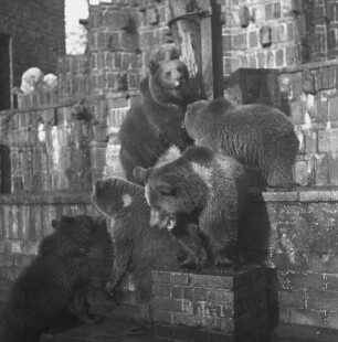 Bärenburg : Leipzig, Zoologischer Garten, Braunbären auf der Bärenburg, erbaut 1929