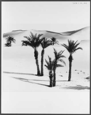 Palmen bei Quargla : Die Palmen bei der algerischen Stadt Quargla drohen durch die Dünen der Sahara verschüttet zu werden
