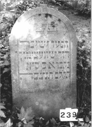 Grabstein 239
