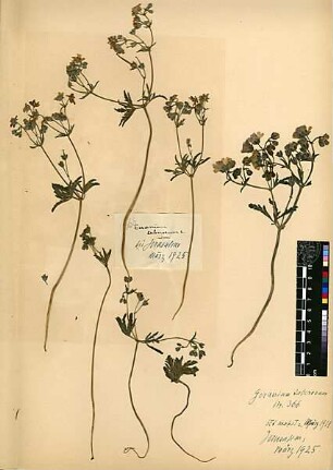Geraniaceae Geranium tuberosum Boissier, Edmond (1810 - 1885) [Bayt Mahsir, Bet Meir, Beit Meir]