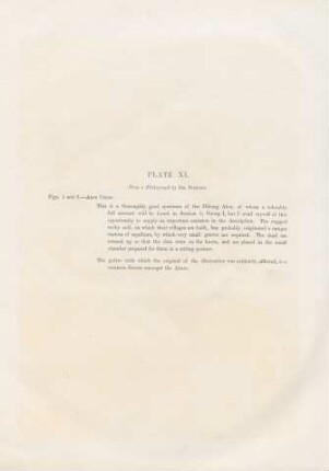 Plate XI.
