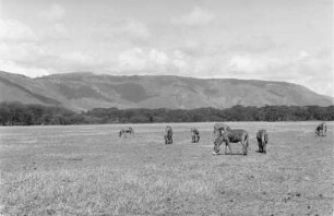Maultiere : Eine Herde Maultiere weidet im Ngorongoro-Krater