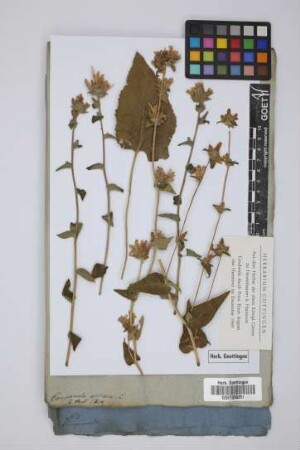 Campanula petraea L.