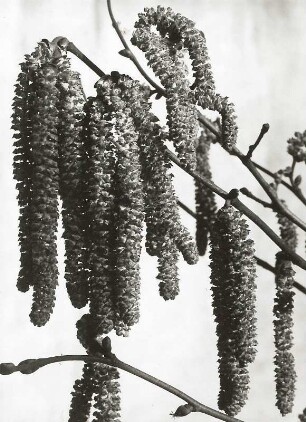 Gemeine Hasel (Corylus avellana), auch Haselstrauch oder Haselnussstrauch. Kätzchen (männliche)