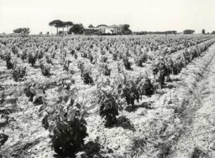 Weinfelder der Camargue