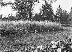Feld am Weg : Aufnahme eines Feldes am Wegrand