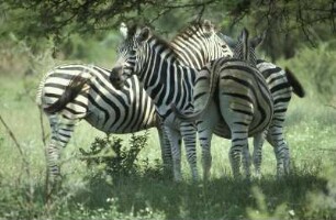 Südafrika. Zebras im Krueger Nationalpark
