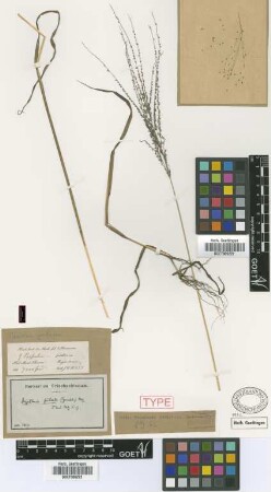 Paspalum jubatum Griseb. [type]