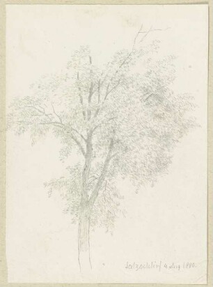 Baum bei Salzschlirf