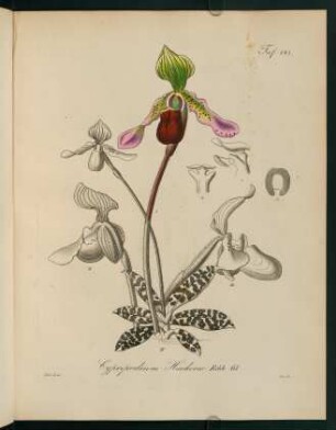 141r-141v, Cypripedium Hookerae