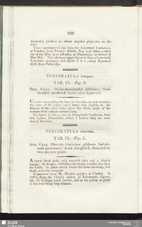 Terebratula lampas. Tab. CI. - Fig. 3