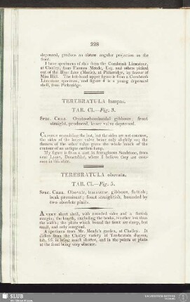 Terebratula lampas. Tab. CI. - Fig. 3