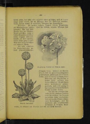 Großblumige Spielart von Primula elatior. Primula denticulata.