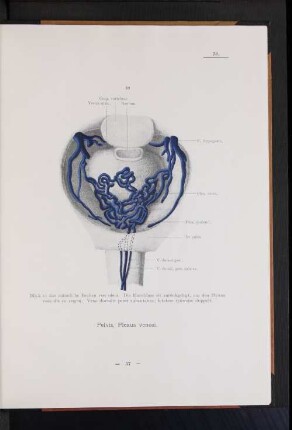 Pelvis, Plexus venosi.