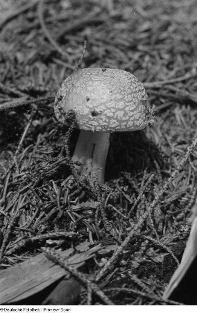 Pilz