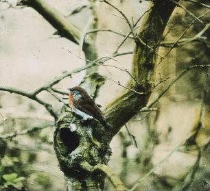 Vögel. Rotkehlchen (Erithacus rubecula)