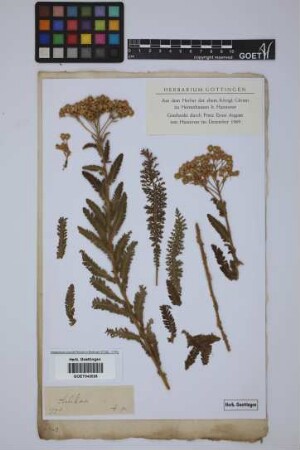 Achillea spec