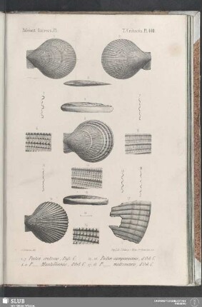 Pl. 440