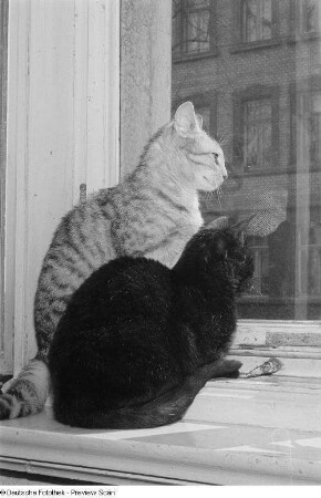 Zwei Katzen schauen aus einem Fenster