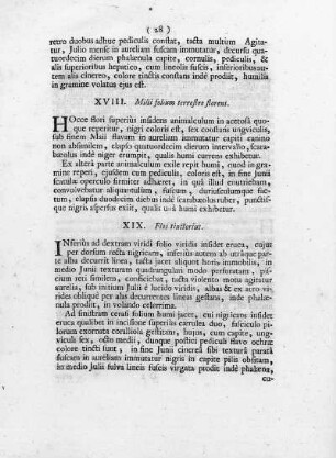 XVIII. Millefolium terrestre, florens