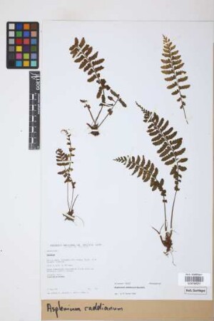 Asplenium raddianum Gaudich.