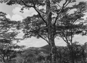 Hügellandschaft : Bewaldete Hügellandschaft in Tansania