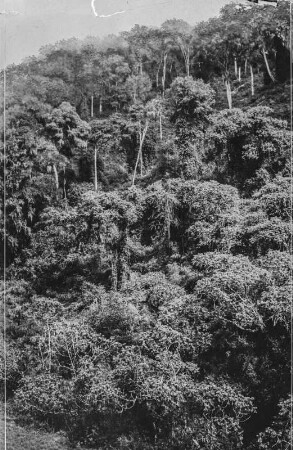 Vegetation der Virunga-Vulkane : Die Vegetationslandschaft im Gebiet der Virunga-Vulkane