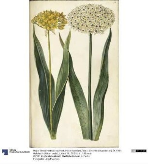 Horti Anckelmanniani, Tom. I [II nicht nachgewiesen], Bl. 198r - Goldlauch (Allium moly L.)
