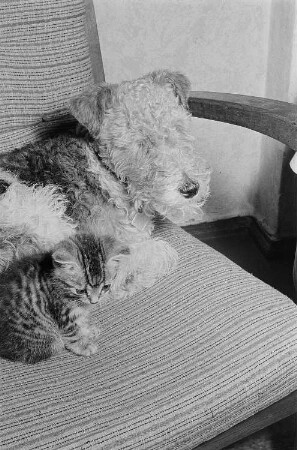 Ein Kätzchen mit einem Hund auf einem Sessel