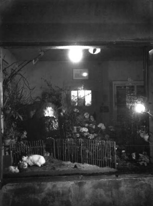 Roßwein, Gartenstraße 27. Wohnhaus mit Laden (Blumengeschäft Köhler). Schaufensterdekoration mit lebendem Kaninchen