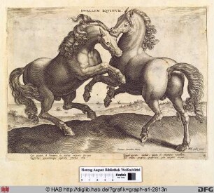 Duellum equinum.