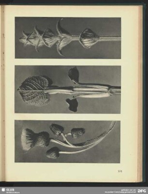 Salvia