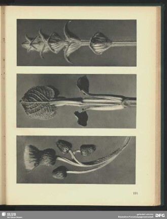 Salvia