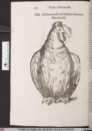 Gallina monstrosa Illustriss. Senatoris Marescalchi.