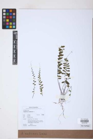 Asplenium radicans