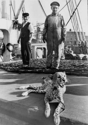 Ein Gepard an Deck eines Frachters. Er ist angebunden