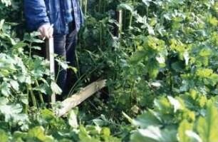 Fotografie: Feldfrucht, Raps, Fahrgassen