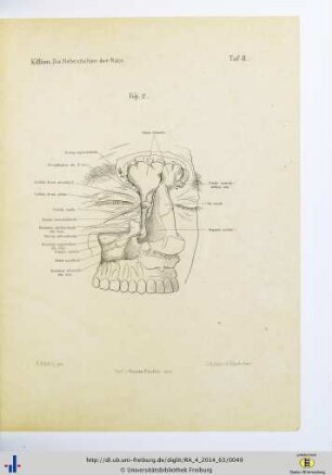 Fig. 2. Taf. II.