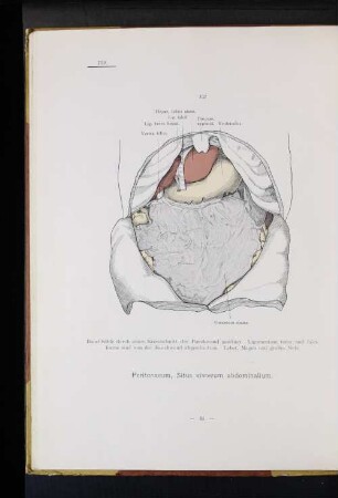 Peritonaeum, Situs viscerum abdominalium.