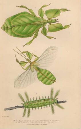 Leaf insect of Assam (male & female) ...