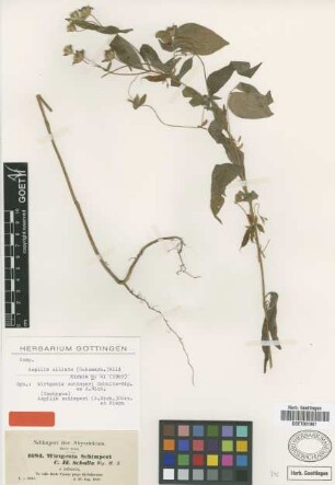 Aspilia schimperi (Sch.Bip. ex A.Rich.) Oliv. et Hiern [isotype]