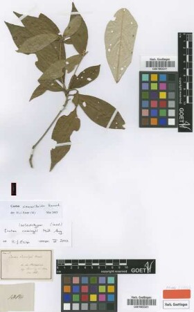 Croton cumingii Müll.Arg. [isolectotype]