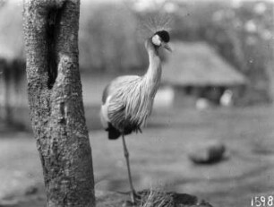 Ein Vogel : Kronenkranich neben einem Baum