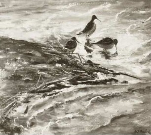 Wasservögel am Ufer
