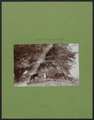 [Thiere unter Bäumen] : Fotoliste Max Uhle Nr. 1097