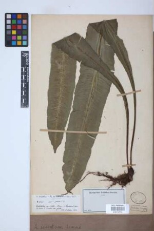 Asplenium serratum L.