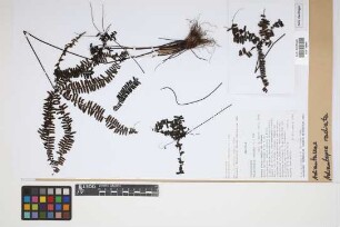 Adiantopsis radiata