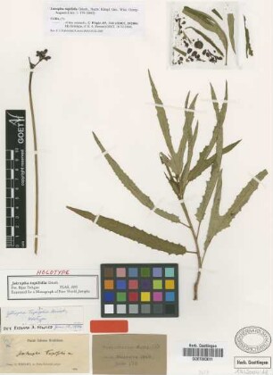 Jatropha tupifolia Griseb. [holotype]