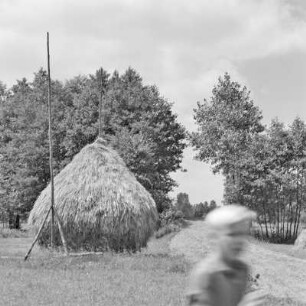 Heuschober auf einer Wiese in Burg-Kolonie. : Kopjeno ,,Stog" na łuce w w Prizaŕskich Bórkowach.
