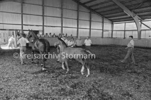 Landwirtschaft: Pferdezucht: Trakehner-Gestüt Trepkau: Reithalle: Vorführung eines Fohlens: links Mann mit Stute: hinten Mitte und rechts Gutachter: hinten links hinter Balustrade Zuschauer
